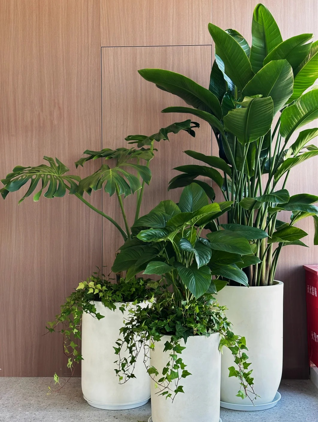 专业奉化绿植租摆，为您的环境添绿彩